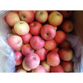 2015 Fresh Gala Apple De Shandong Boren